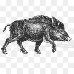 野猪图片大全