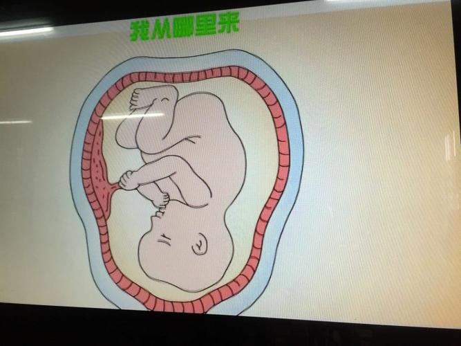 科学活动《我从哪里来》