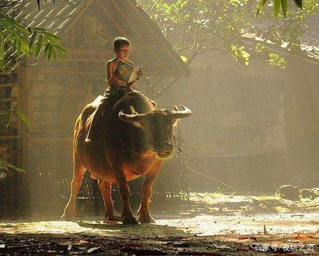 放牛娃忆事:放牛娃的心思只有自己和乡村田埂山丘懂得!