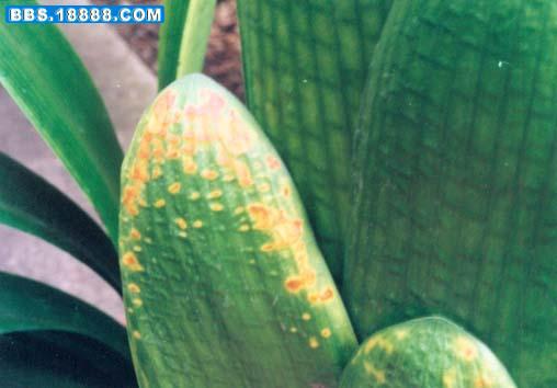 君子兰病虫害防治(图)