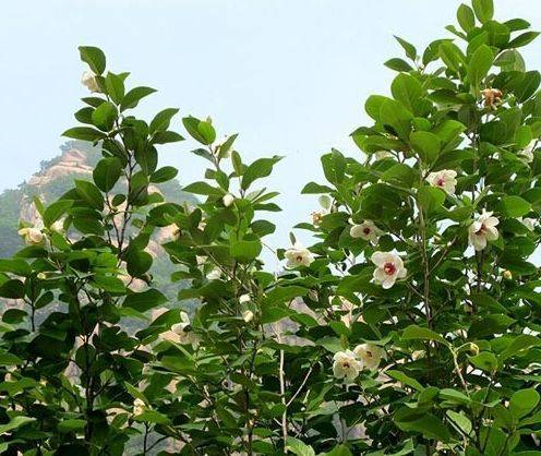 本溪市花 天女木兰(一)