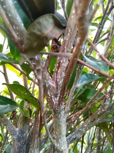 茶树枝上长满密集白点,这是得了什么病虫害?