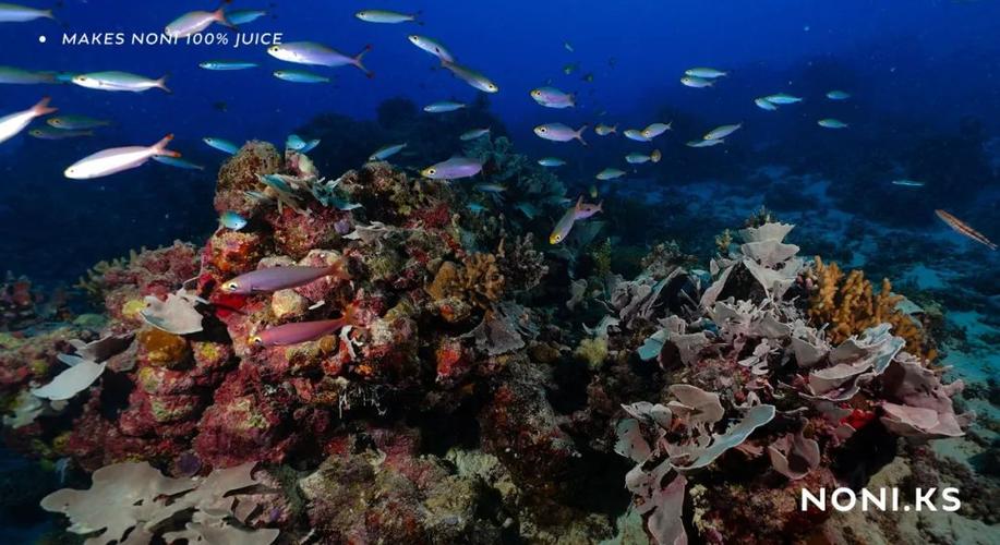 瓦努阿图·桑托岛 | ss柯立芝总统号,隐秘而伟大._沉船