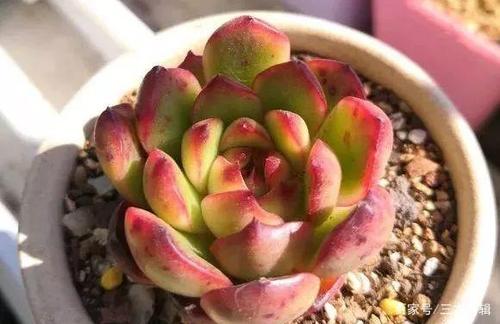29.艾格尼斯玫瑰