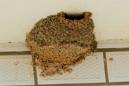 金腰燕筑的巢,新旧分明,可见是刚修筑好