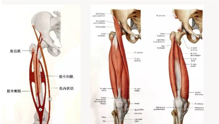 股四头肌解剖