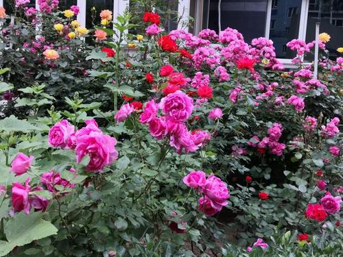 月季花开,花开三季