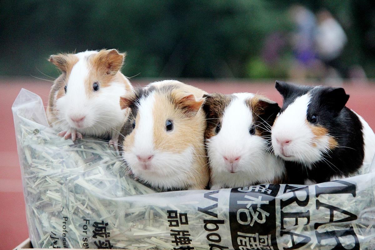 吖吉大人的豚鼠(荷兰猪)