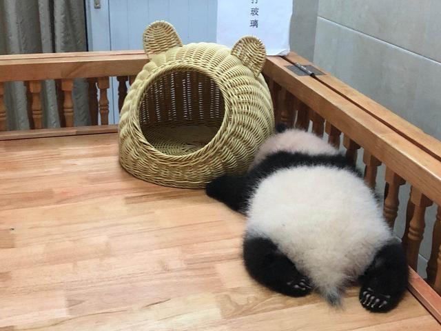 大熊猫"热干面""蛋烘糕"度过危险期