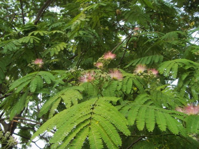 为豆科合欢属落叶乔木,全国均有种植,长江,珠江流域较多.