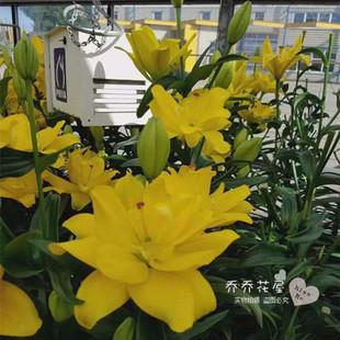 现货 乔乔花屋 la系列黄色重瓣 荷兰进口百合花种球 黄百丽 18/20