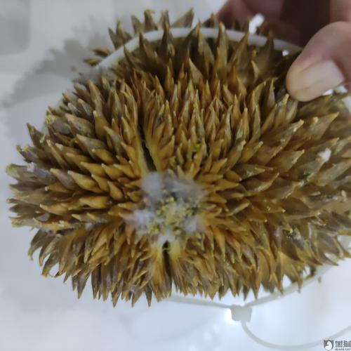 多多买菜发不熟的榴莲,几次拒绝退款