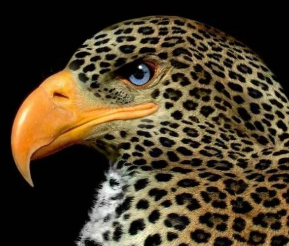 有弄一身豹纹,想鸟假豹威的.