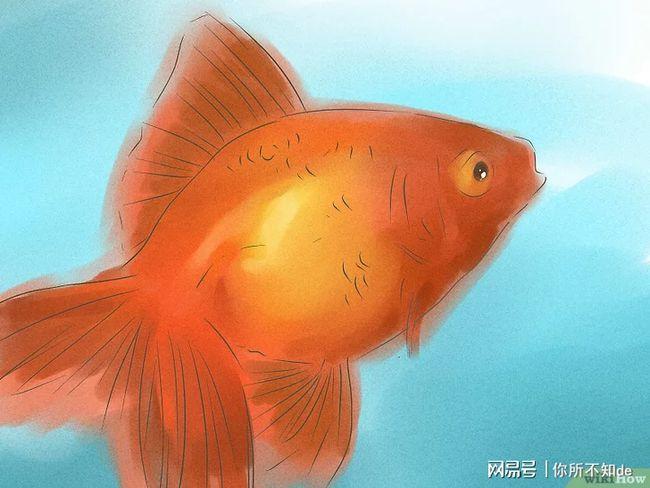 千万别给宠物起错名字如何辨别金鱼的性别