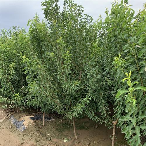 美国杏李子树苗美国杏李子树苗品种