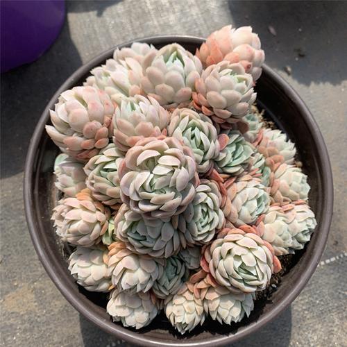 云裳园艺 日系冰梅日冰月影系列小叶冰梅老桩群生云南基地