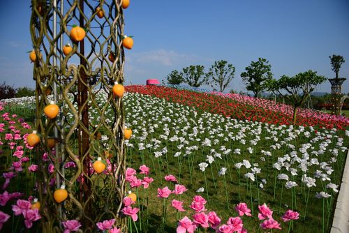 浙江龙游花海
