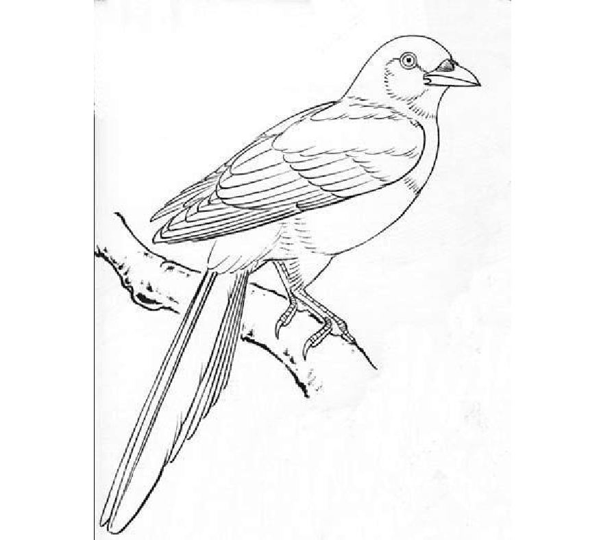 国画 初学者 花鸟鱼虫 工笔 白描 鸟