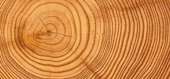 树木-花瓣网|陪你做生活的设计师 | 原木木头年轮木纹海报banner背景