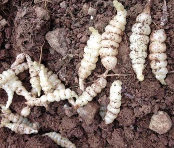 田地里的1种草根茎像虫子殊不知是地蚕珍贵