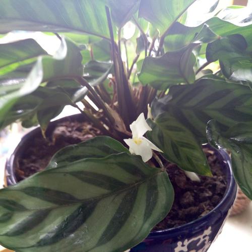 201764第一次发现飞羽竹芋开花