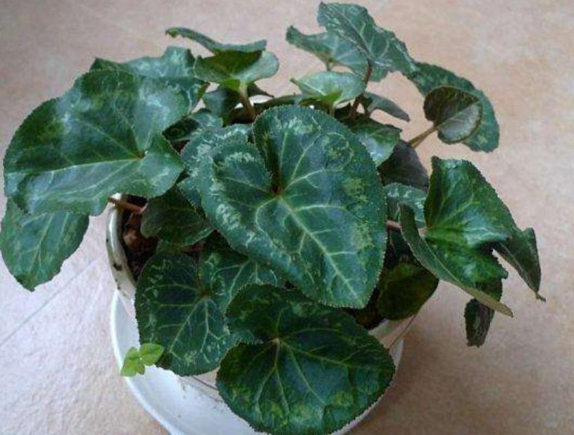 仙客来不用年年买,开完花后做好4个"步骤",还能再次长叶开花