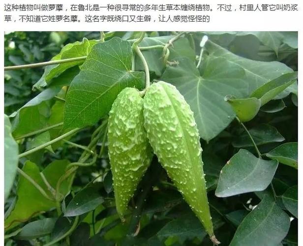 奶浆藤大揭秘