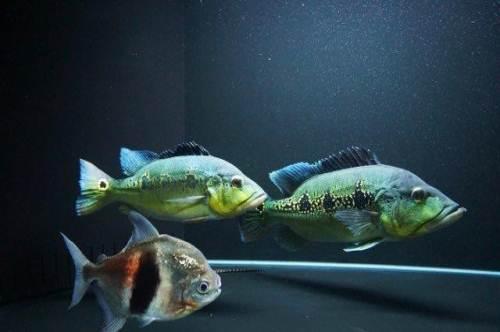 40 野生蓝帆眼斑三间