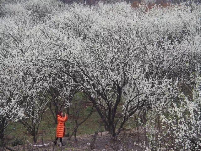 4. 虎鹿镇东山村梨花节