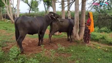 动物自然繁殖篇18 狮子[高清]