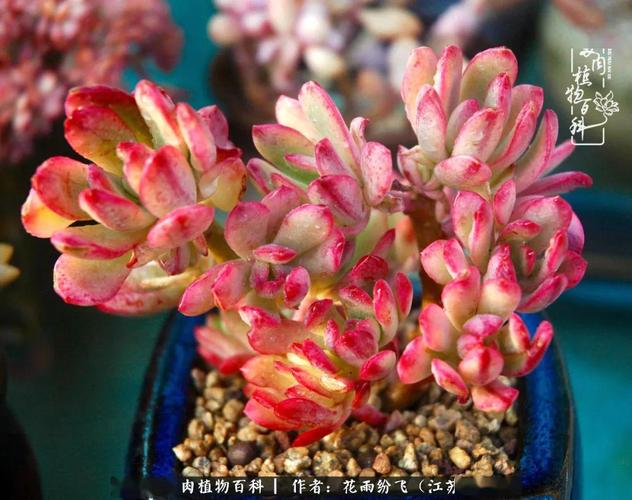 主人换了一个带露台的房子我们多肉开始集体蜕变