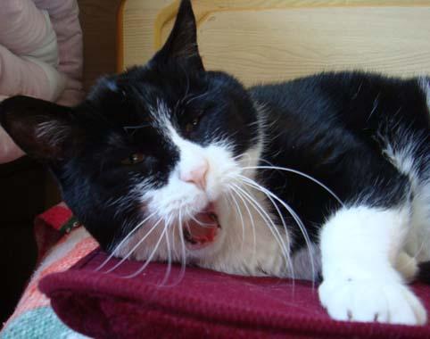 我喜欢这张,打哈欠时小胡子还往前探