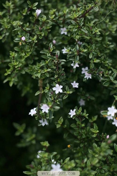 六月雪的养殖方法和注意事项详情介绍