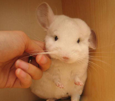 白色龙猫太可爱了忍不住就想调戏一下