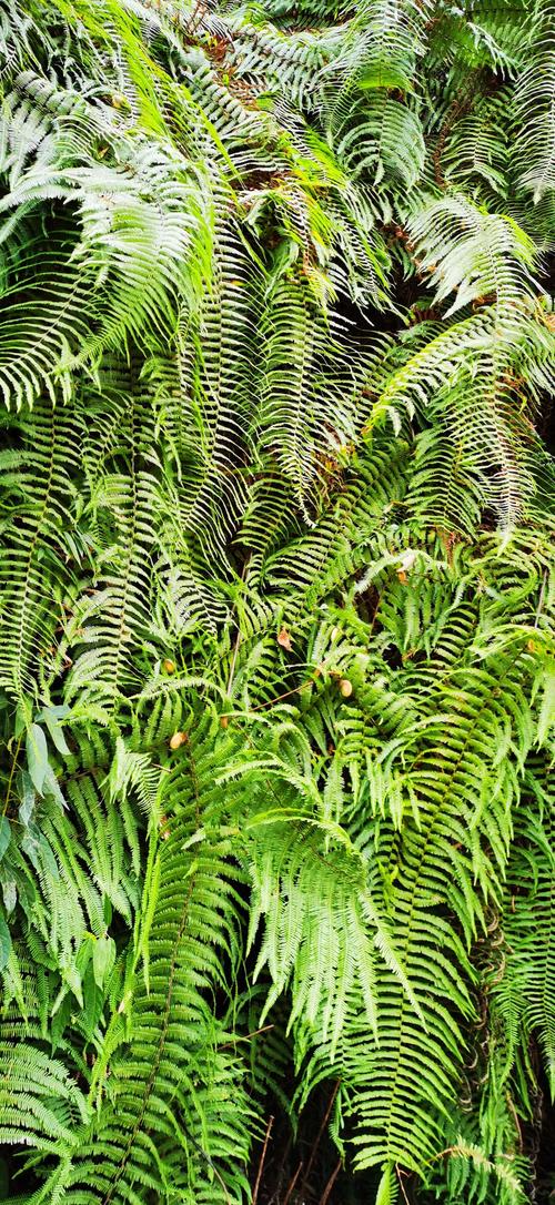 里白.   大蕨萁.