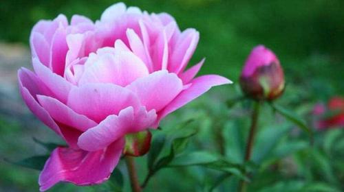 牡丹花代表的含义牡丹适合送什么人