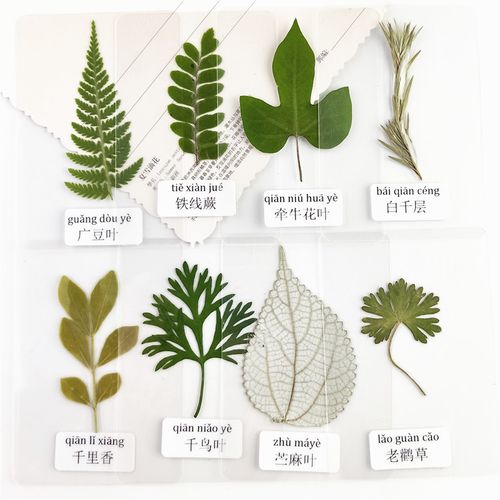 叶子书签幼儿园塑封干花贴画树叶标本