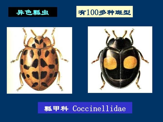 异色瓢虫 有100多种斑型 瓢甲科 coccinellidae