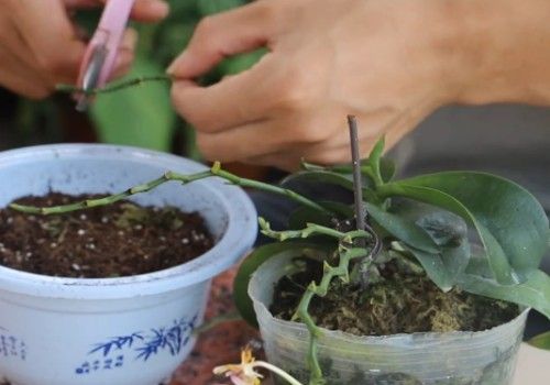 168牧卉 花卉种植 蝴蝶兰花梗扦插繁殖的步骤