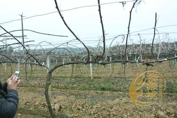 奇异果,猕猴桃有啥不同