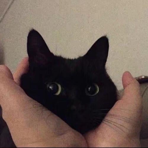 大家还有小黑猫的图片吗好可爱啊多图预警他又换头像啦