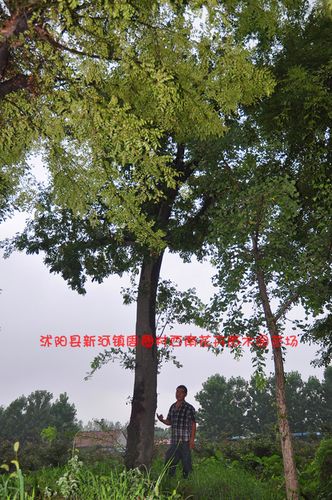 移植三年的皂角树,截杆爆冠皂角大树