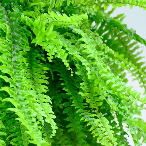 士顿蕨盆栽肾蕨铁线蕨长藤垂吊鸟巢蕨耐阴蕨类植物吸