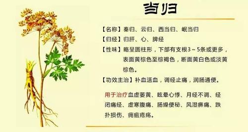 黄芪和当归功效与作用及食用方法_当归片的功效与作用_当归片的功效与