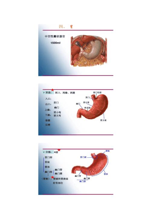 胃的形态结构(精)