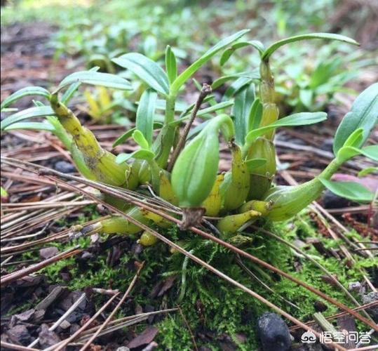农村山上的野生石斛横柏药材苗图片, 可以人工种植吗?