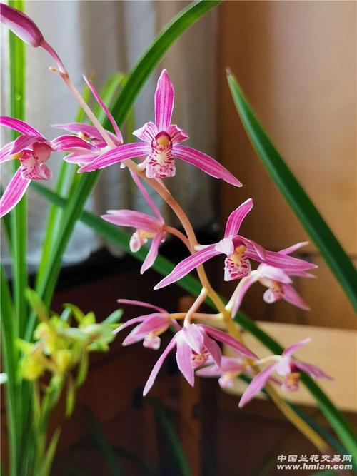 漂亮的南国胭脂-墨兰篇-中国兰花交易网社区