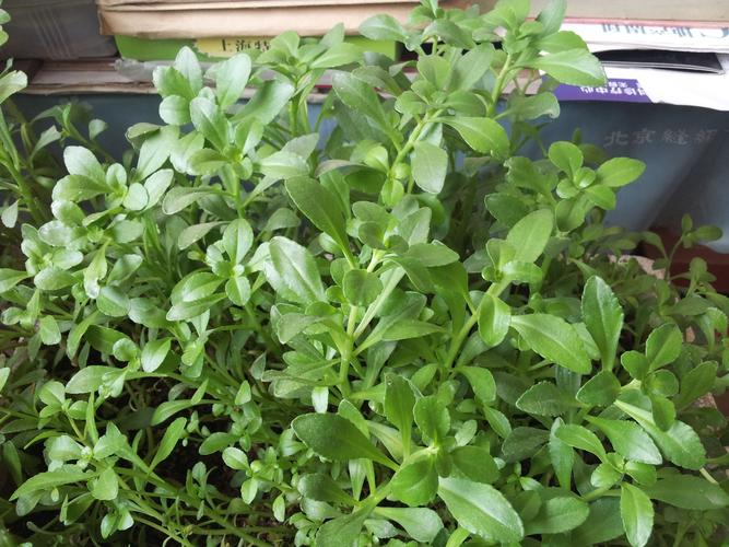 请问这是什么植物,可以食用吗