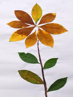 用树叶做的手工贴画作品图片精选