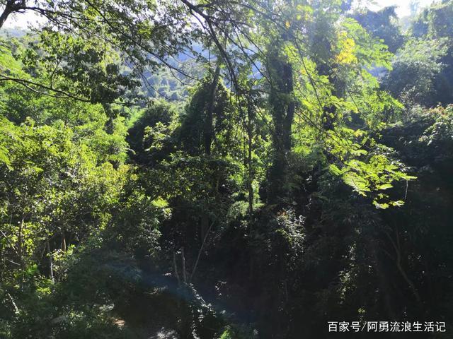 茂盛,翠绿,挺拔的西双版纳原始森林美景.